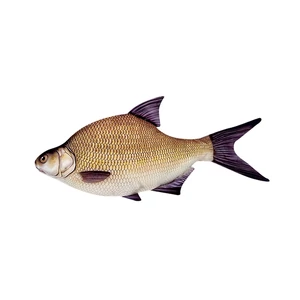 Energofish Halas párna / Dévérkeszeg (mini)
