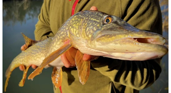 Közel hat kilométer séta, a sikerért….