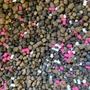 Kép 4/4 - Bait Maker Team Rapid Pellet Box / Faeper aromával 400g+150ml