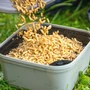 Kép 7/7 - Guru Maggot Riddle - Orange/Black  - Élő csali másztató