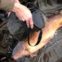 Kép 3/3 - Korda Compac Water Bucket 8l / Vizes vödör