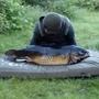 Kép 6/6 - Korda Compac Hybrid Mat Olive / Nagy méretű pontymatrac
